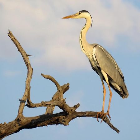 Klaserie Sands River Camp Βίλα Klaserie Private Nature Reserve Εξωτερικό φωτογραφία