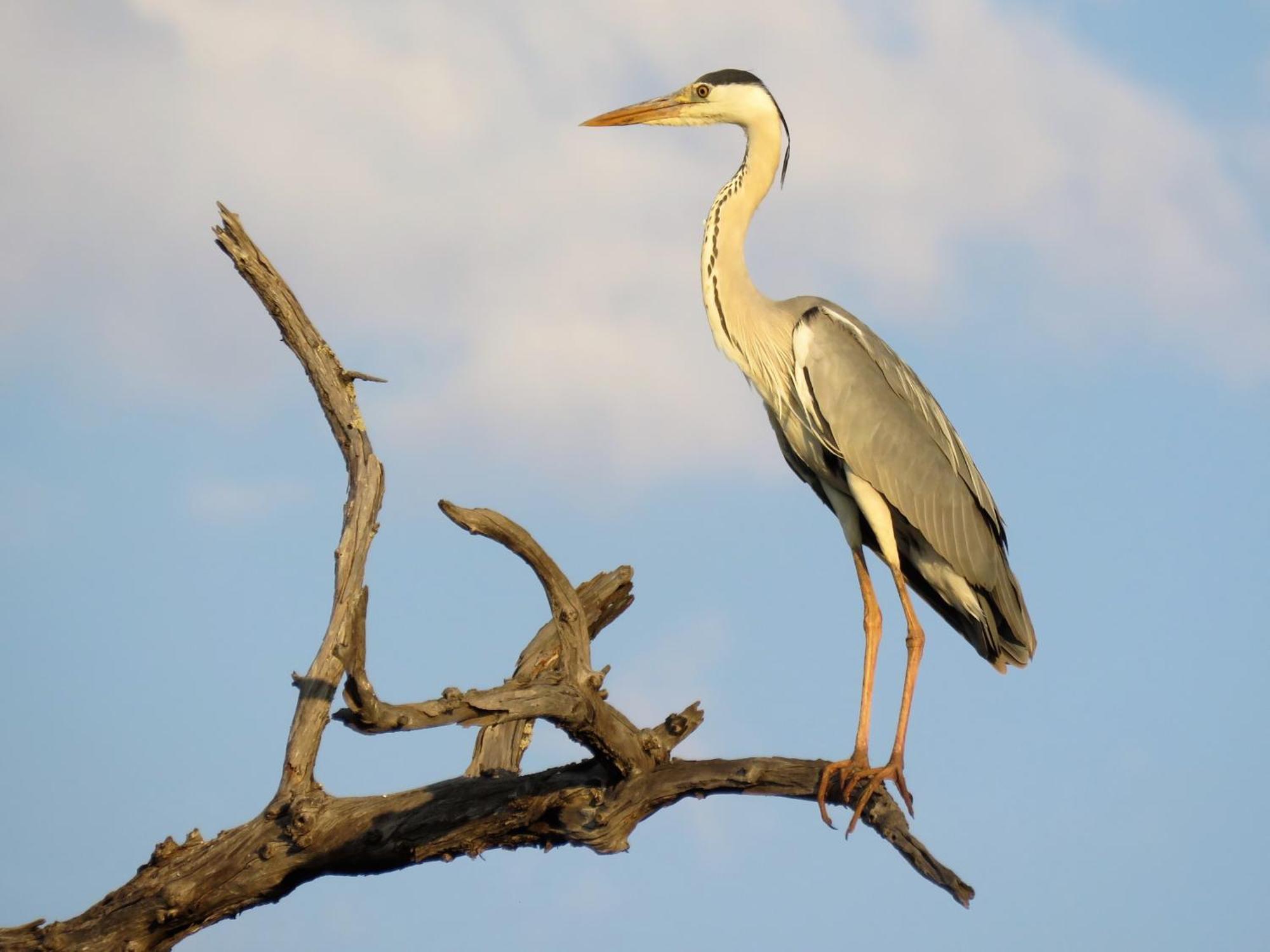 Klaserie Sands River Camp Βίλα Klaserie Private Nature Reserve Εξωτερικό φωτογραφία